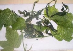 «Ароматные травы для чая» - приготовления блюда - шаг 1