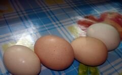 «Яйца фаршированные с голубым сыром» - приготовления блюда - шаг 1