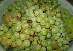 «Натуральный виноградный сок из соковарки» - приготовления блюда - шаг 1