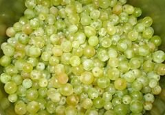 «Натуральный виноградный сок из соковарки» - приготовления блюда - шаг 2