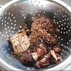«Жареные сморчки в сметане» - приготовления блюда - шаг 1