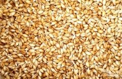 «Квас из пшеницы» - приготовления блюда - шаг 1